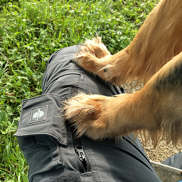 ob in der Online-Hundeschule, Privatunterricht, Welpenspielgruppe oder Junghundekurs, in unser Hundeschule sind alle willkommen.