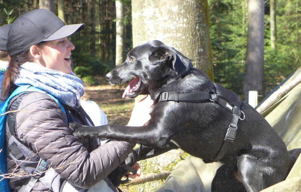 Labrador mit Frau war zuerst in Privatunterricht, dann in unserer Hundeschule