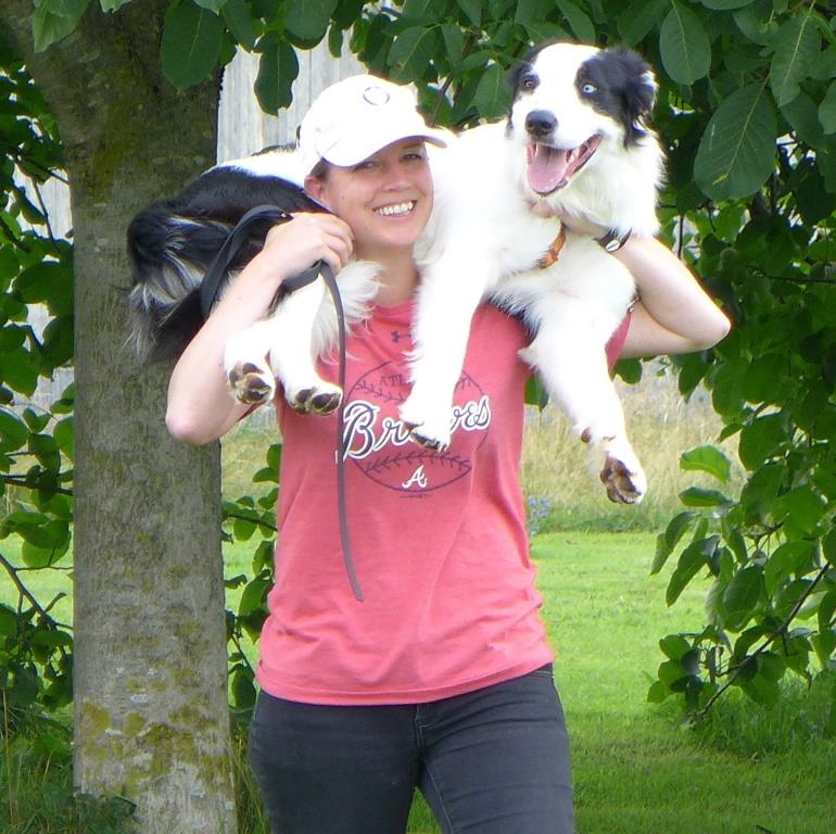 Border Collie, reif für die Online-Hundeschule
