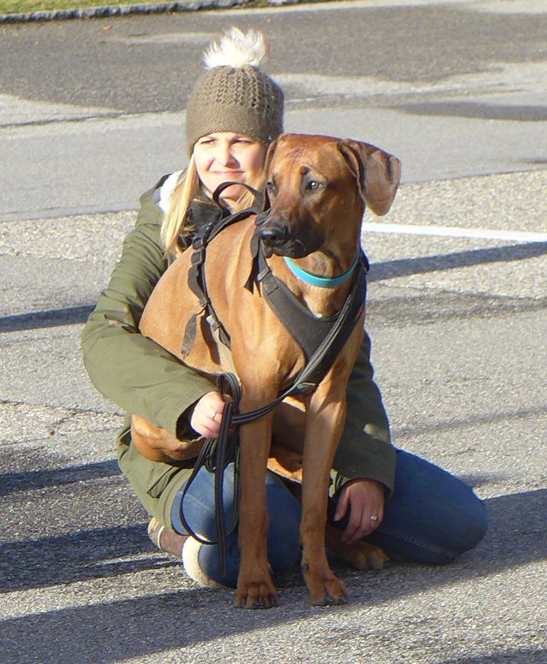 Rhodesian Ridgeback, ein toller Hund den ich mit Privatunterricht unterstützen durfte