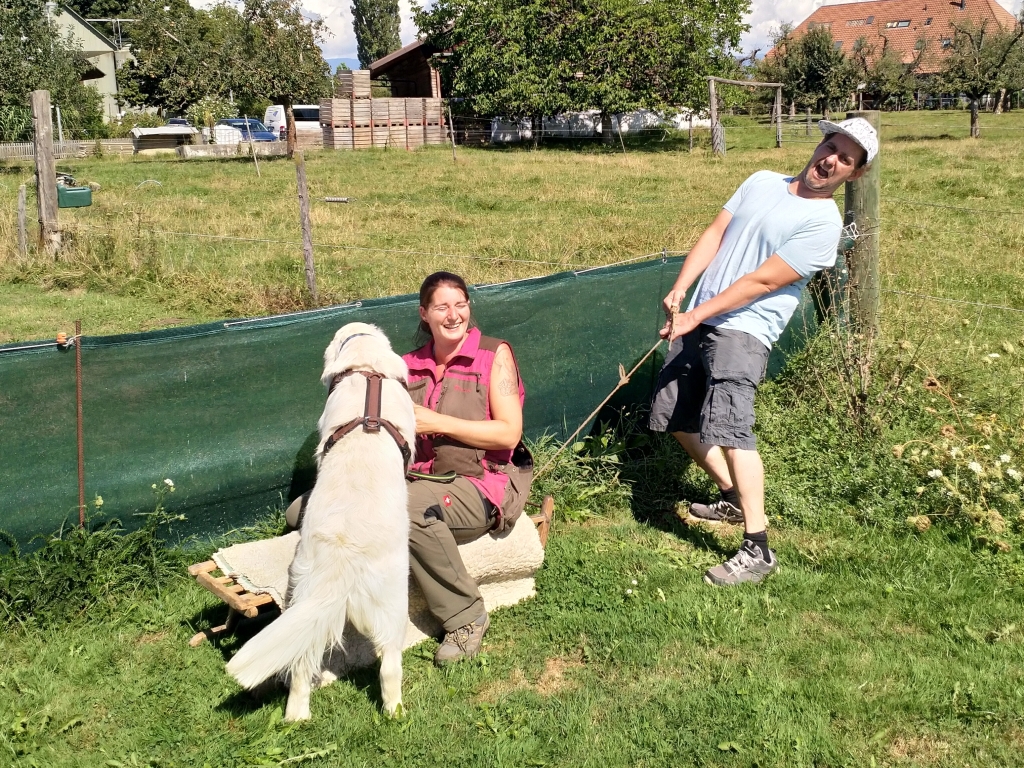 Golden Retriever im Junghundekurs nach der Welpenspielstunde