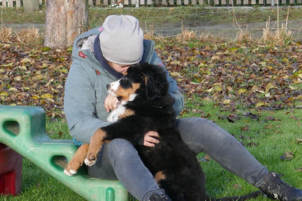 Berner Sennenhund in der Welpenspielgruppe