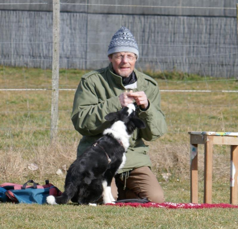 Border Collie, nach Privatunterricht, Besuch der Welpenspielstunde und vom Junghundekurs