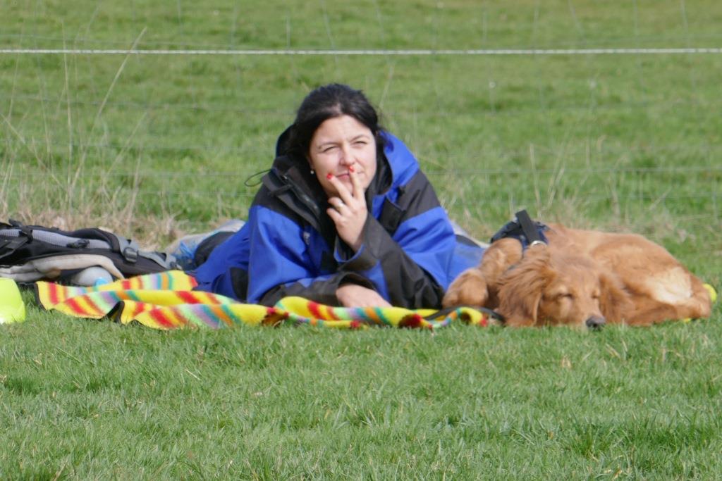 Blonder Hovawart im Junghundekurs, reif für die Online-Hundeschule