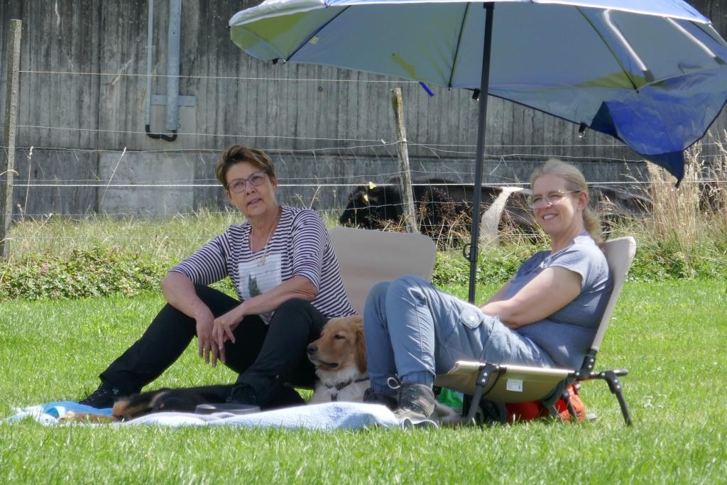 Hovawart im Junghundekurs