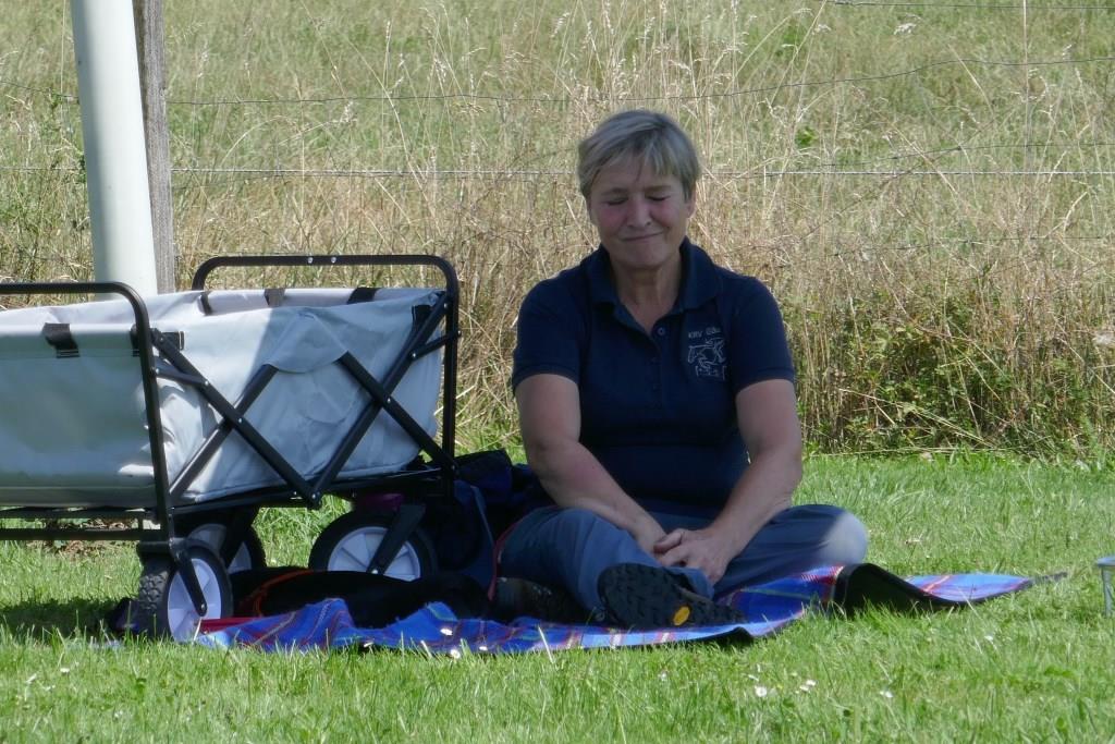 Labrador im Junghundekurs